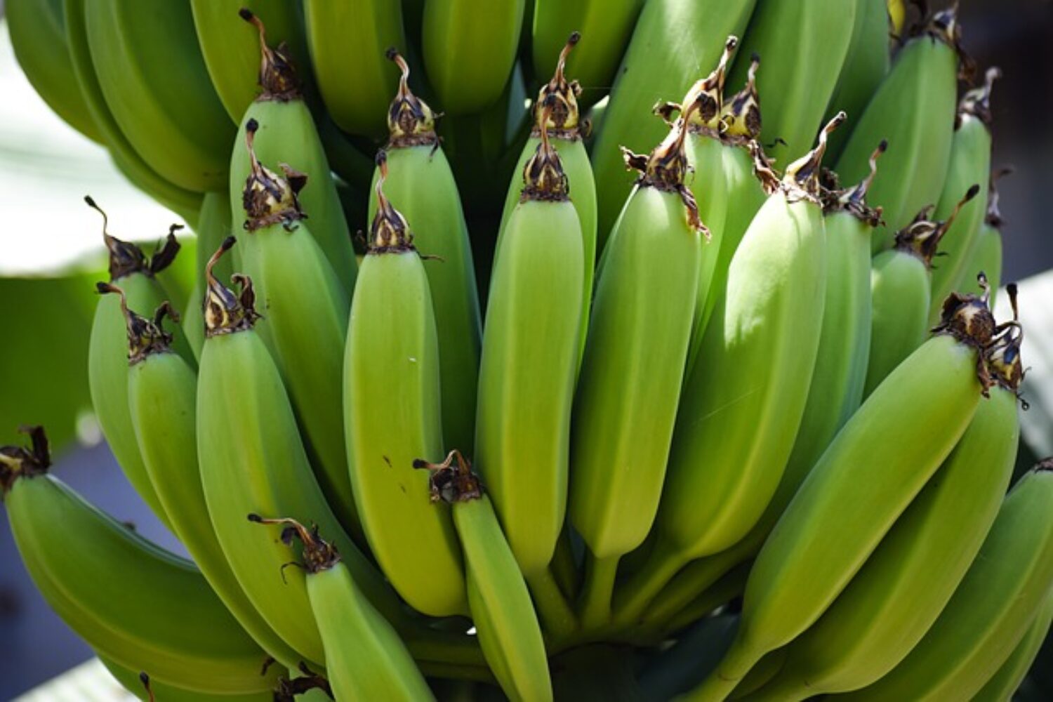 biomassa de banana verde