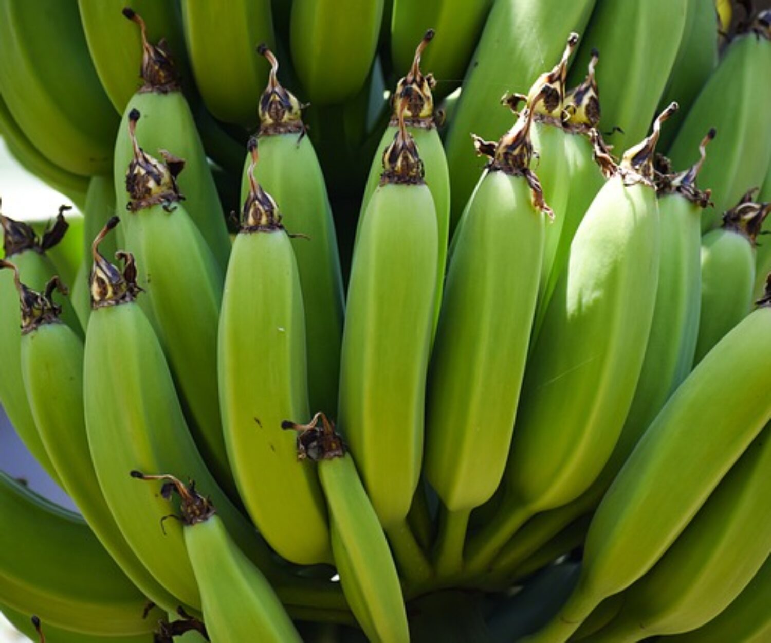 biomassa de banana verde